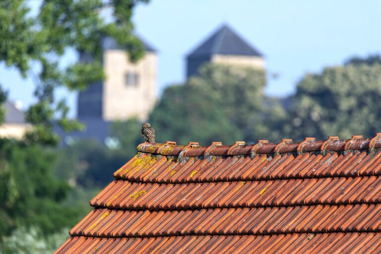 Steinkauzexkursion in Gerleve!